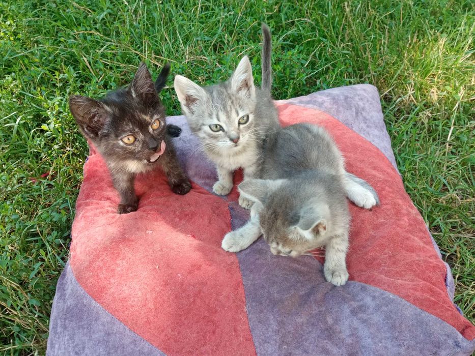 Віддам котів кошенят в добрі руки