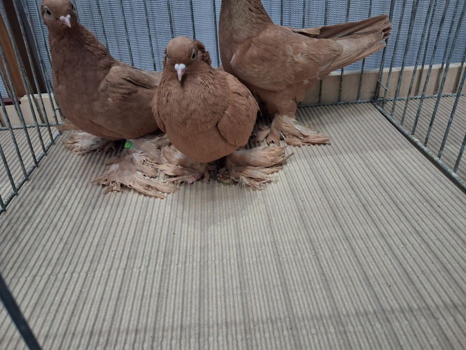 Wywrotki wschodniopruskie