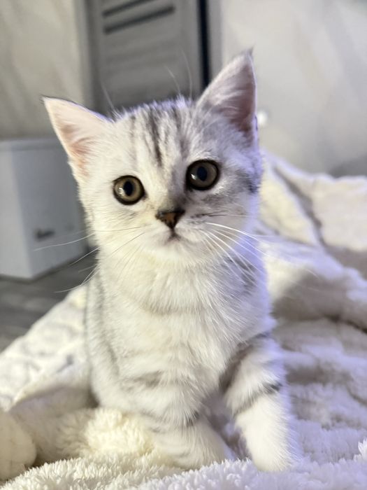 Без кота і життя не те! Мілота!!!