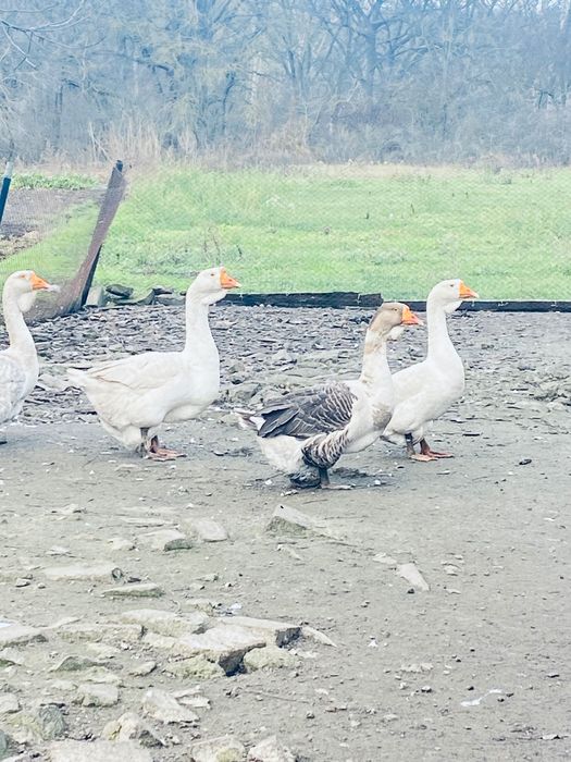 Продам Гусей Холмогори