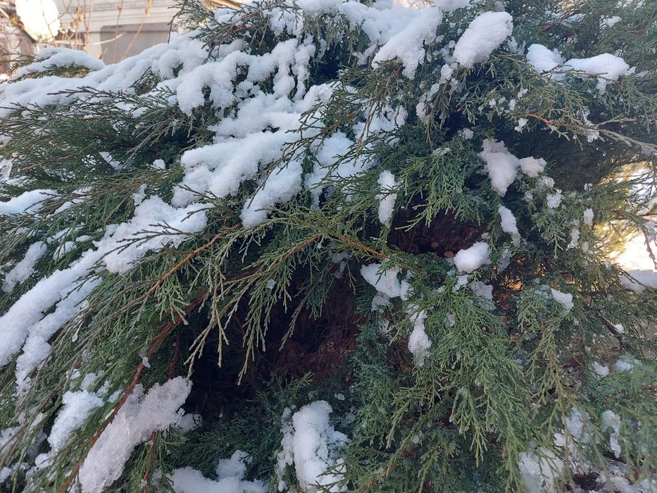 Ялівець/ Можевельник козацький/гілки для декору