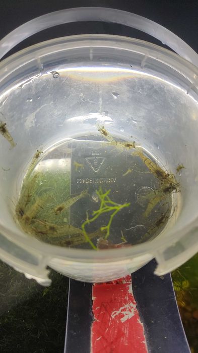 Креветка акваріумна Макробрахіуми кольцерукі Macrobrachium assamense