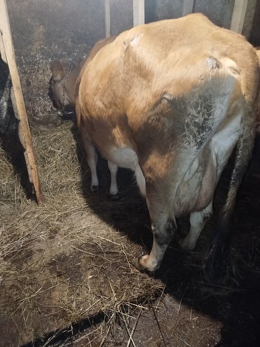 Продам корову Джерсей