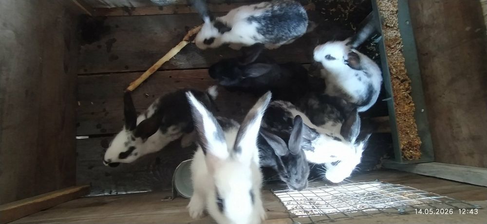 Продам кроликів .