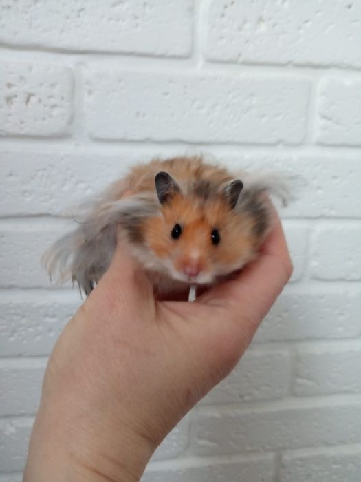Пушистые мягкие красивые рыжие ручные хомячки купить в Харькове хомяк
