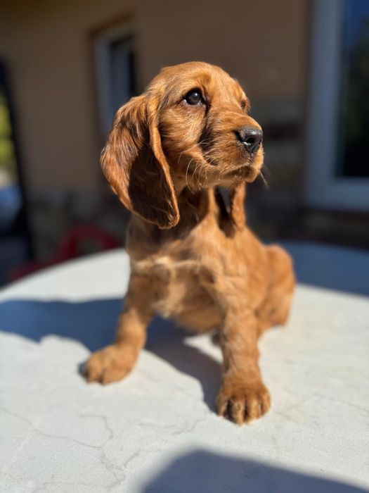 Cocker spaniel angielski Piesek