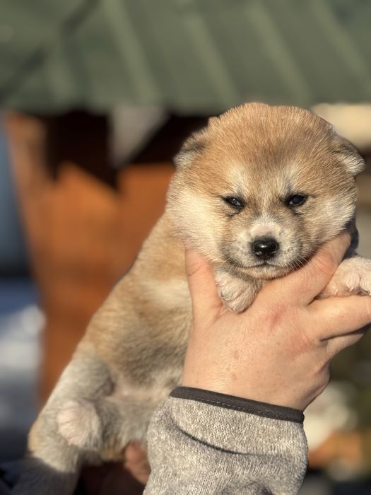 Акіта іну - цуценята з міжнародної годівлі Mendelred kennel FCI