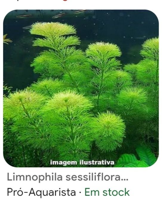 Planta natural aquática para aquário água quente