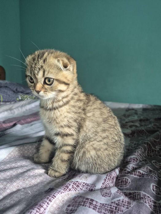 Шотландські кошенята
ред.