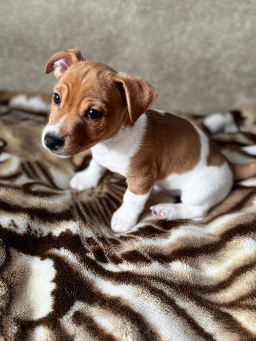 Хлопчик Джек Рассел