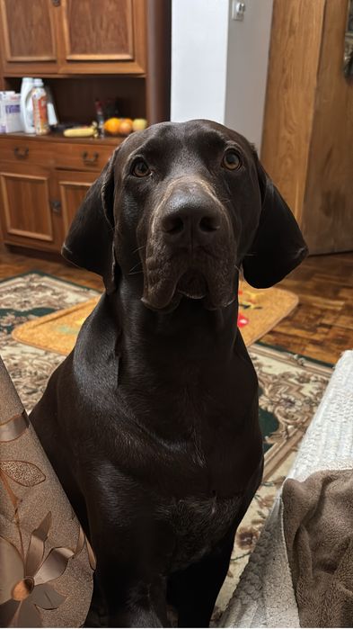 КурцХаар потребує стосунків) вязка.