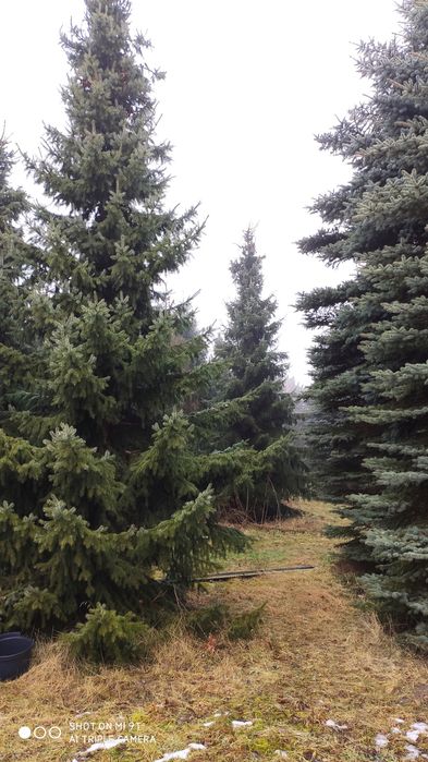 Świerk serbski Picea Omorika