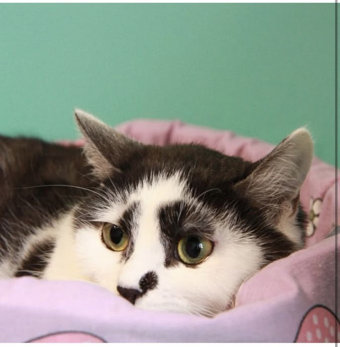 молода киця Мальва, 1 рік