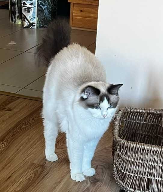 RAGDOLL-kotka hodowlana 2,5 letnia