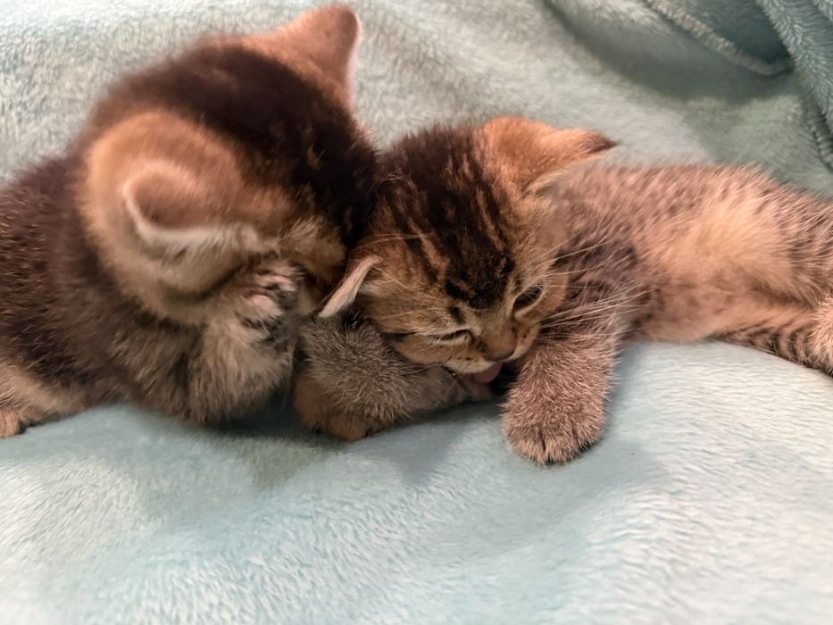 Шотлндські золоті шиншилки