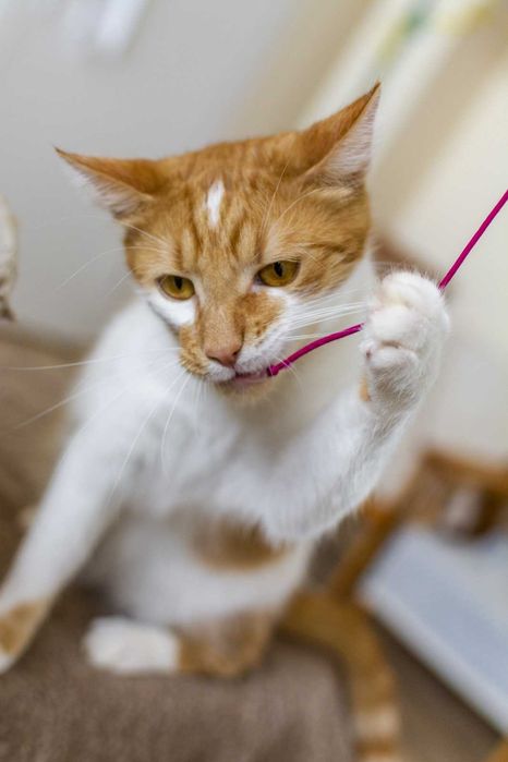 Marcyś młody kocurek szuka kochającego domu