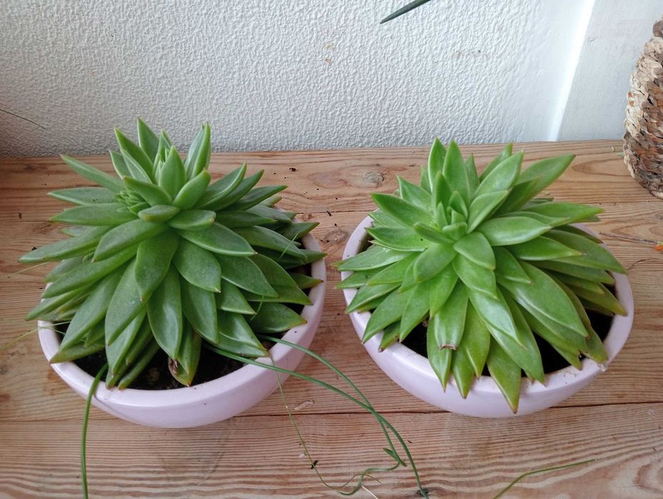 Planta natural, suculenta