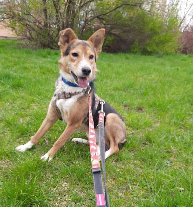 Piękny Vinci pokocha na zawsze