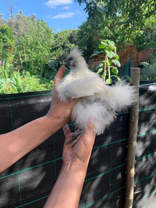 Sedosas do Japão pintos