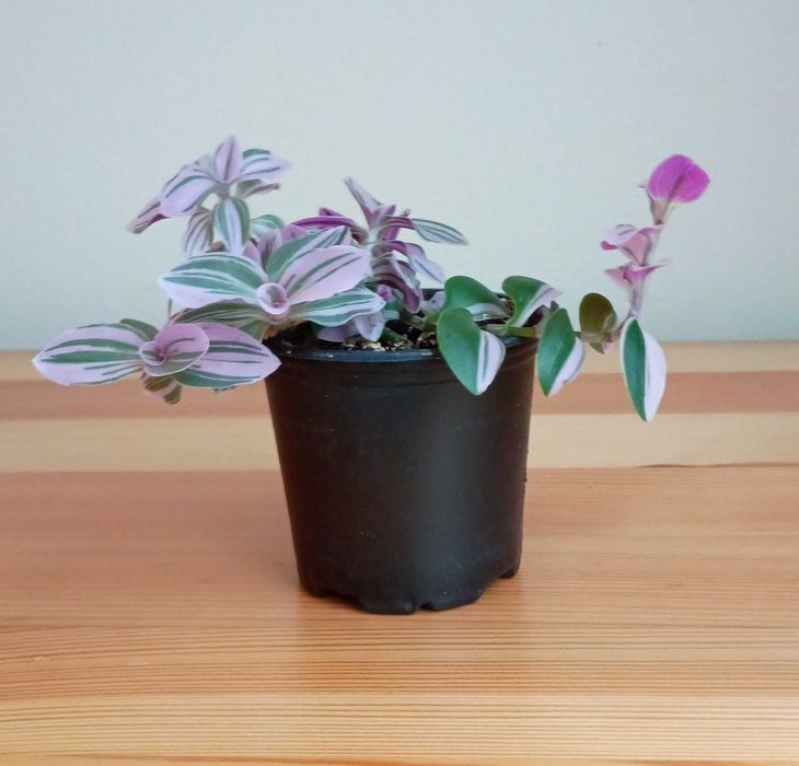 Trzykrotka różowa, skrętnik, sadzonki