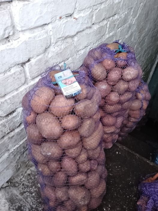 Продам велику домашню картошку без хімії