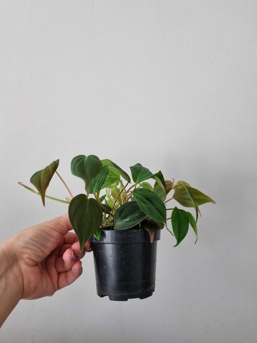 Philodendron micans