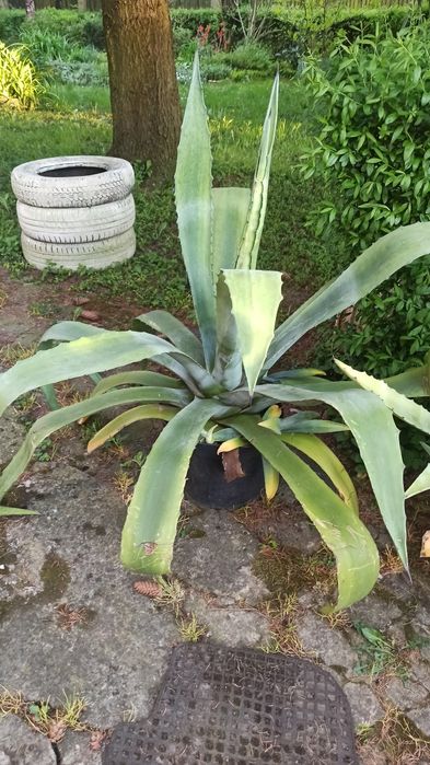 Agawa duża mała kwiat do ogrodu agave aloes amerykański