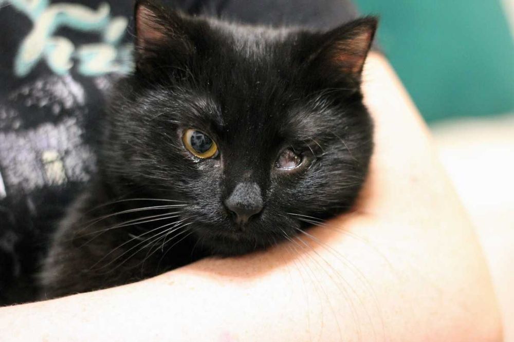 Milka szuka wspólnego domu z Milką! Fundacja "Stawiamy na Łapy"