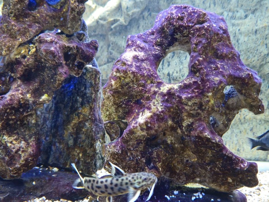 Tropheus,  Synodontis petricola, peixes , Lago  Tanganika