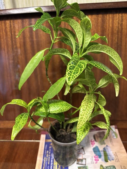 Продам псевдоэрантемумы