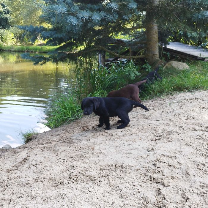 Labrador retriever szczeniaki czarne pies suka fci zkwp