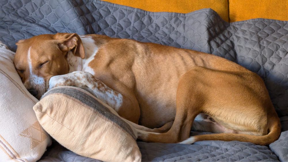 Cão 9-10 meses com energia  precisa de lar permanente
