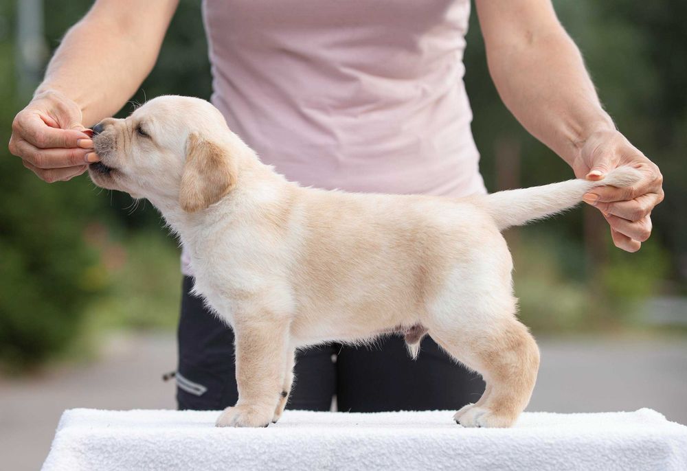 Мрієте про лабрадора