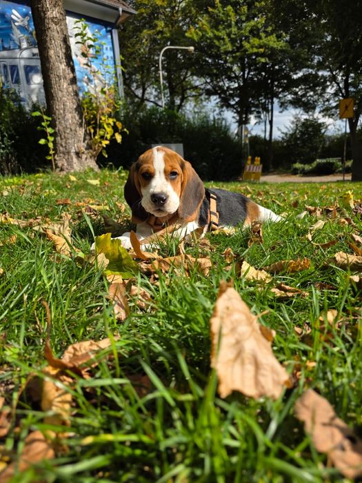 Beagle tricolr- możliwy paszport!