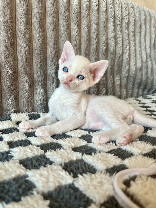Котик Девон Рекс