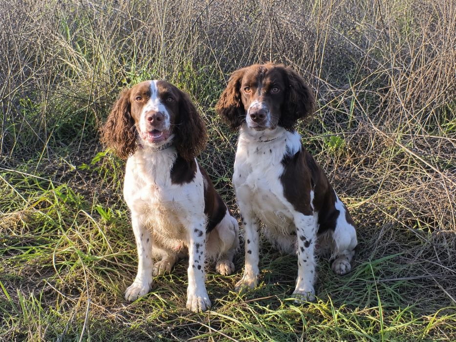 Cão Springer Spaniel Inglês com Pedigree