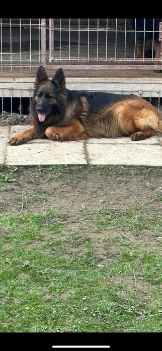 Owczarek niemiecki szczeniak