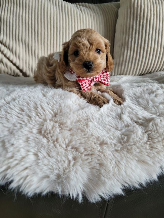 Piesek maltipoo F1B
