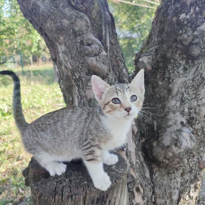 Віддам в добрі руки кошенят