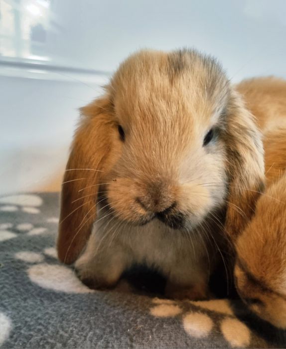 Królik baranek mini lop