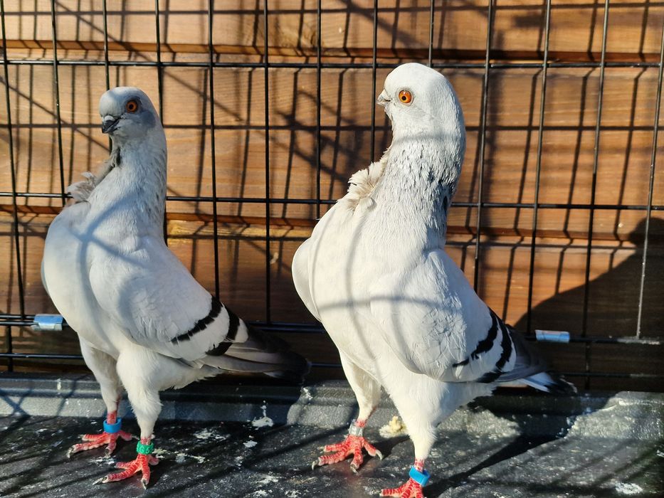 Mewka włoska włoskie gołębie ozdobne rasowe