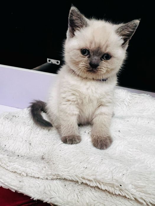 Kotka brytyjska Point