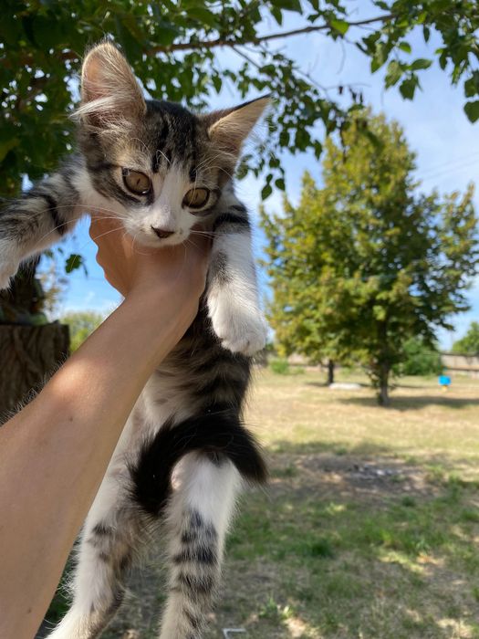 Кошенятко в добрі руки