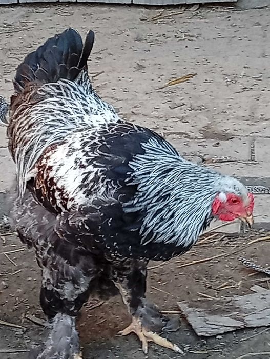 kogut brahma srebrna