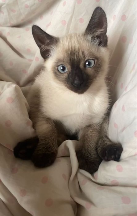 Тайский (сиамский) котенок
