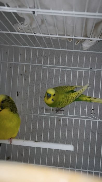 Periquitos e mandarins