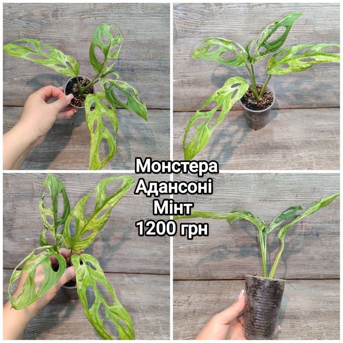 МонстераТайське Сузір'я, Альба,Мінт, Карстеніанум, Єлов