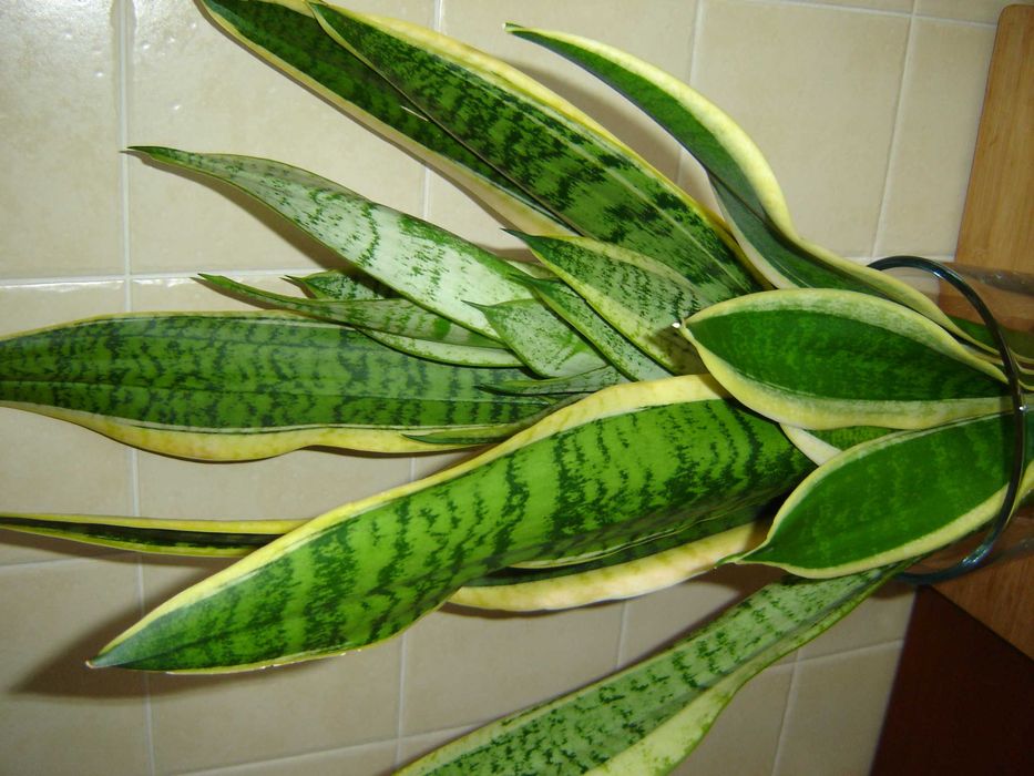 Sansewieria gwinejska Futura Superba