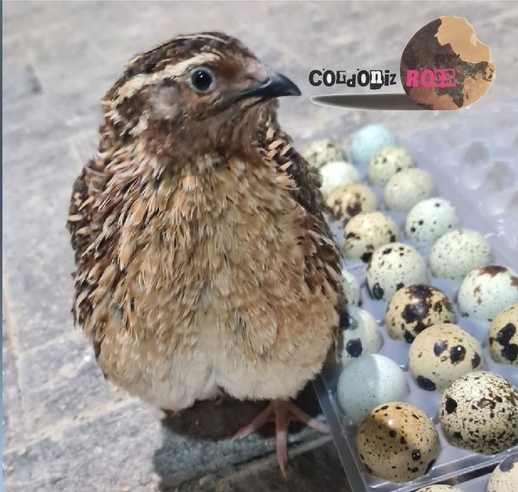 Ovos para incubação (coderniz GIGANTE)