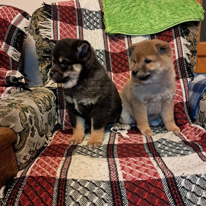 Shiba inu piesek